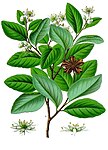 Quillaja saponaria - Köhler–s Medizinal-Pflanzen-119.jpg