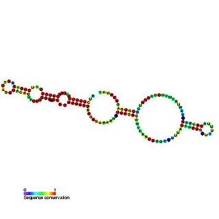 <span class="mw-page-title-main">Small nucleolar RNA SNORA75</span> RNA type