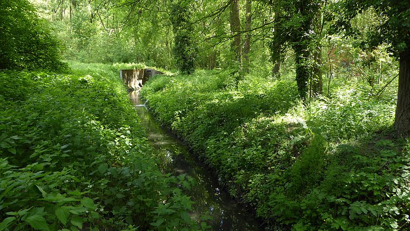 File:RNR du marais de Wagnonville (13).JPG