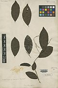 Racoubea guianensis Aubl.  = Homalium guianense (Aubl.) Oken BM000624533.jpg