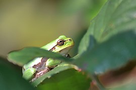 Raganella italiana (Hyla intermedia) - Italian tree frog, Milano, Italia, 09.2018 (5).jpg