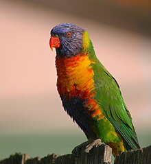 Regenbogen Lorikeet (Trichoglossus moluccanus) auf Zaun, Sydney.jpg