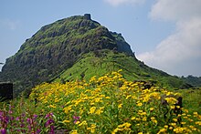 Monsoons scrub India's air, bringing its natural diversity in better view. Rajgad after monsoon.jpg