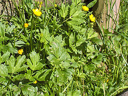 kjoopend Buutergäärs (Ranunculus repens)