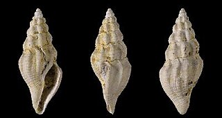 <i>Amblyacrum dameriacense</i> Extinct species of gastropod
