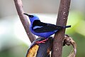 * Nomination Red-legged honeycreeper (Cyanerpes cyaneus) in Frog's Heaven sanctuary, Horquetas of Sarapiqui, Costa RIca --Bgag 02:23, 1 June 2024 (UTC) * Promotion  Support Good quality. --Plozessor 04:00, 1 June 2024 (UTC)