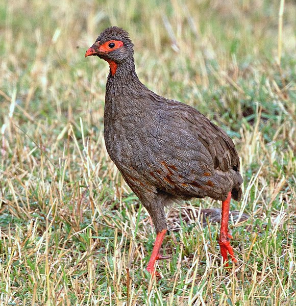 File:Red-necked Francolin (Francolinus afer) (20529615134), crop.jpg