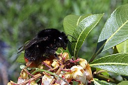 Red-tailed bumblebee (Bombus lapidarius).JPG