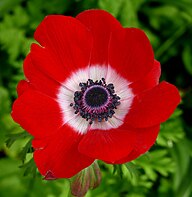 Floral Emblem of Armenia