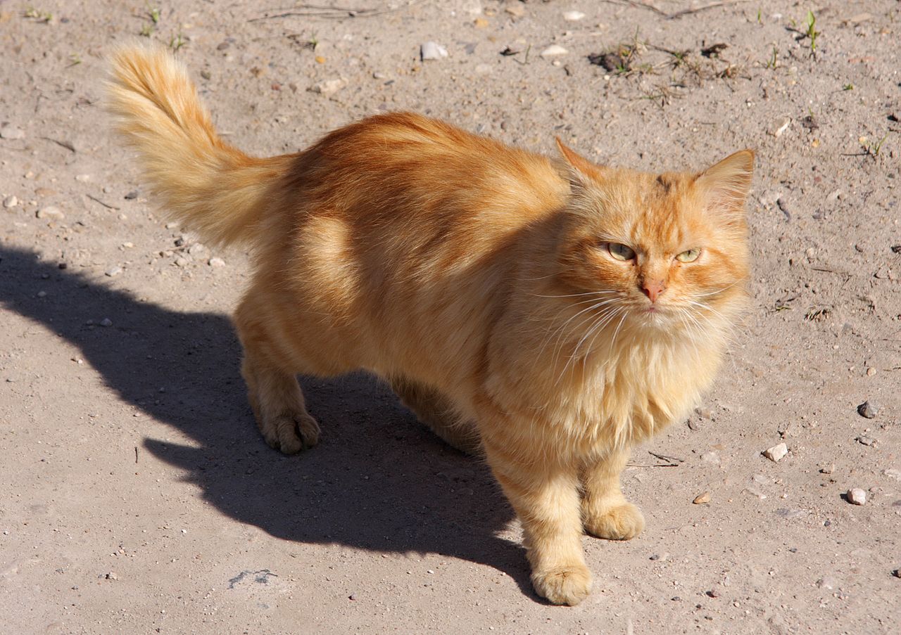 Cat Coat Genetics Wikiwand
