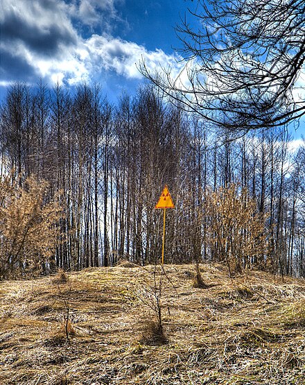 After the disaster, four square kilometres (1.5 sq mi) of pine forest directly downwind of the reactor turned reddish-brown and died, earning the name of the "Red Forest", though it soon recovered.[139] This photograph was taken years later, in March 2009,[146] after the forest began to grow again, with the lack of foliage at the time of the photograph merely due to the local winter at the time.[147]