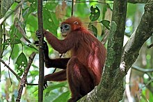 Red leaf monkey (Presbytis rubicunda).jpg