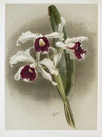 plate 25 Laelia purpurata Cattleya purpurata