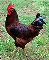 Rhode Island Red cock, cropped.jpg