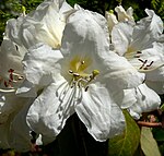 Rhododendron ciliicalyx 3.jpg