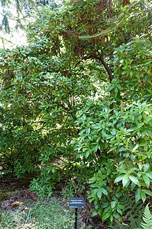 Rhododendron intricatum - VanDusen Botanik Bahçesi - Vancouver, BC - DSC07113.jpg