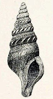 <i>Rhodopetoma renaudi</i> species of mollusc