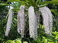 Rhynchostylis gigantea habitus Assam