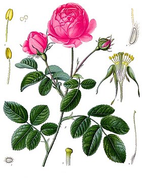 Rosa centifolia - Köhler–s Medizinal-Pflanzen-122.jpg