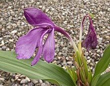 Roscoea tumjensis 120819.jpg