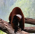 Roter Vari (Varecia rubra), Tierpark Hellabrunn, München