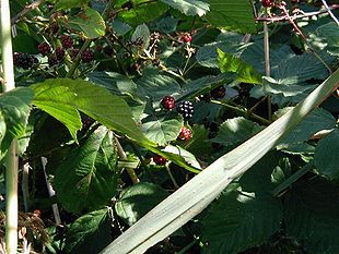 Rubus-plicatus-fruit.JPG