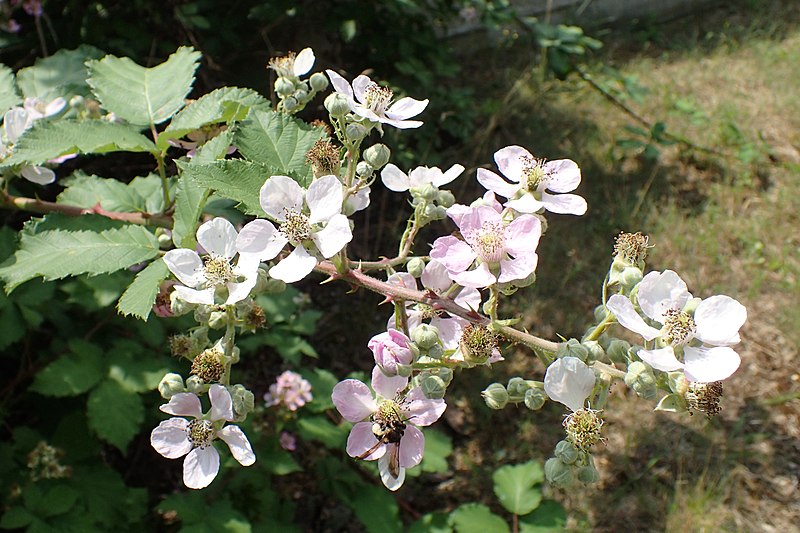 Payl:Rubus praecox kz01.jpg