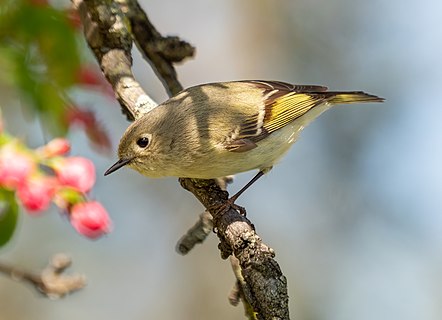 Ruby-crowned kinglet