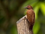 Rufous woodpecker.jpg