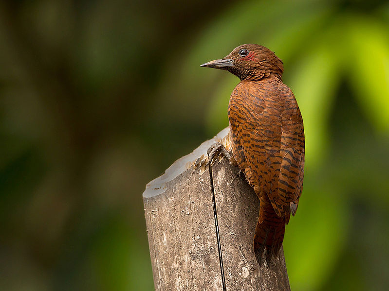 File:Rufous woodpecker.jpg