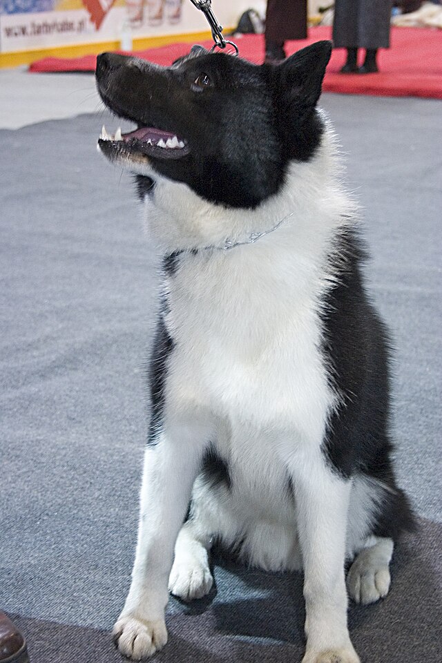 Akita (dog) - Wikipedia