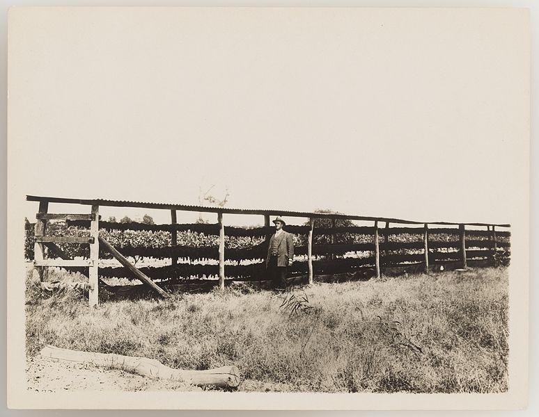 File:SLNSW 919960 Series 04 Fruit and vegetables ca 19211924.jpg