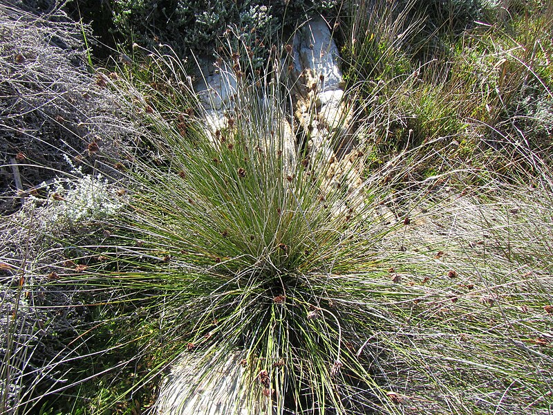 File:S nigricans habit-1.jpg