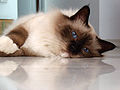 * Nomination Birman cat on marble --Grez 08:19, 27 October 2009 (UTC) * Decline Very nice cat, but too much noise :((( George Chernilevsky 14:01, 27 October 2009 (UTC)