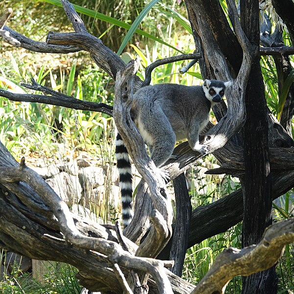 File:Safari West (36229628775).jpg