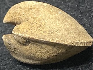 <i>Saffordia</i> Ordovician bivalve genus