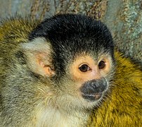 Saimiri boliviensis boliviensis - Karlsruhe Zoo 01.jpg