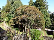 A weeping individual designated a Natural Monument of Japan