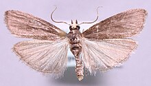 Салебриопсис albicilla.jpg