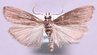 <i>Salebriopsis</i> Species of moth