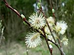 Salix acutifolia Willd..jpg