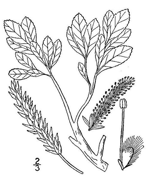File:Salix uva-ursi(01).jpg