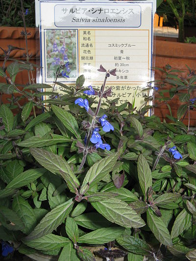 Salvia sinaloensis2.jpg