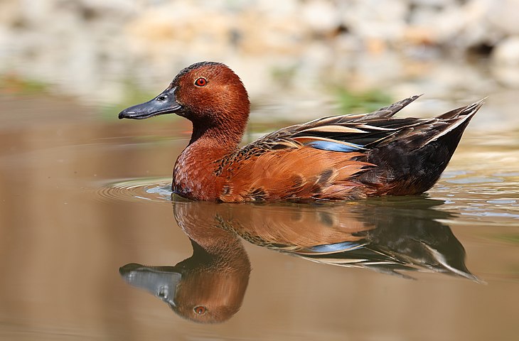 Cinnamon teal, Spatula cyanoptera