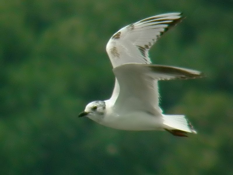 File:Saunders's Gull - Hong Kong 10.jpg