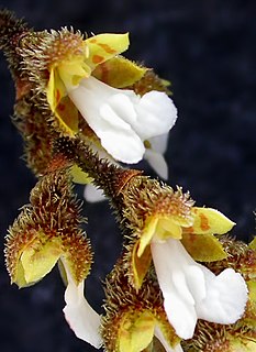 <i>Saundersia</i> Genus of orchids