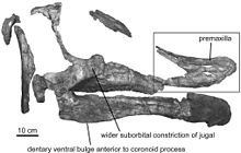 Skull of Augustynolophus Saurolophus morrisi.jpg