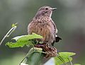 Pied Bush Chat female - front view. Bryant Park, Kodaikanal