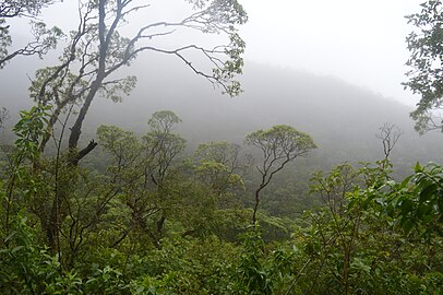 Scalesia forest inside the Cerro Pajas crater, on Floreana Island in the Galapagos Archipelago