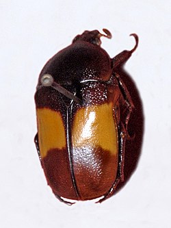 Scarabaeidae - skraćenica Chondrorrhina.jpg